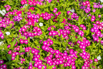 Garden phlox flowers blooming in graden in bright sunny day
