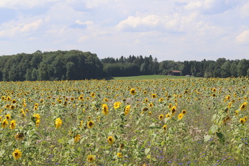 Obraz premium Sonnenblumen