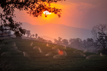 landscape of Tea plantation valley in sunset/sunrise time.