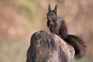 Naklejka premium Incontro nel bosco, lo scoaittolo (Sciurus vulgaris)