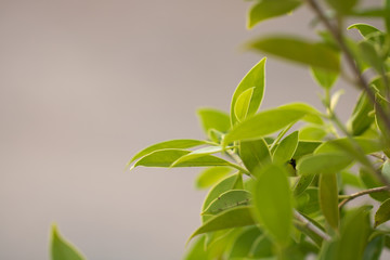 Bokeh of Tree Leaves for nature background and save green concept,soft and blur out of focus, made with gradient and filter colored.