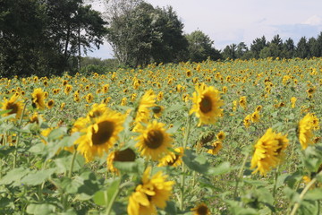 Obraz premium Sonnenblumen