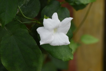 Thunbergia fragrans (White lady)