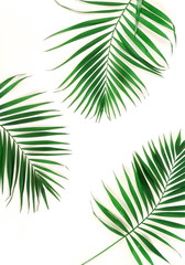 Fototapeta na wymiar tropical green palm branches leaves pattern frame on a white background. top view.copy space.abstract.