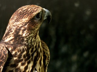 Wild bird