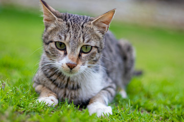 Cat Staring Intensely