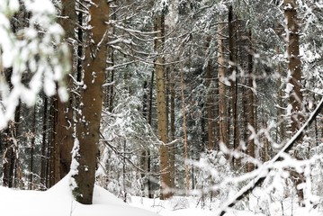 snow mountain forest trees. winter forest background