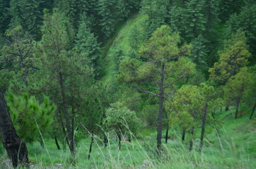 Treess Plants Grass 