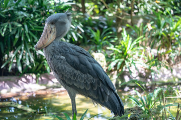 Shoebill