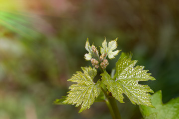 flower buds and leaves of shoots grapevine spring