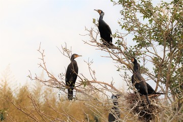 巣を守るカワウ