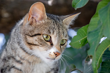 Cat setting on mango tree