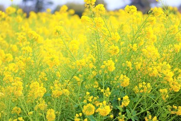 愛知県、田原市、菜の花