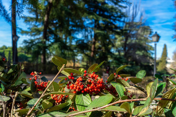 Bayas en el Parque del Oeste