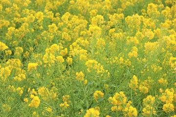 愛知県、田原市、菜の花