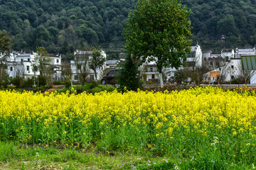 Characteristic Rural Landscape of Rapeseed Planting