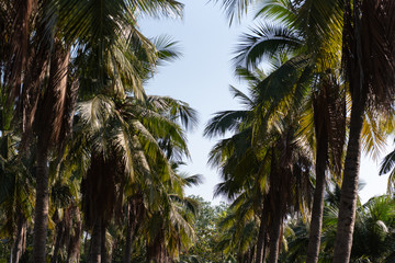 Fototapeta na wymiar coconut palm trees farm in Thailand