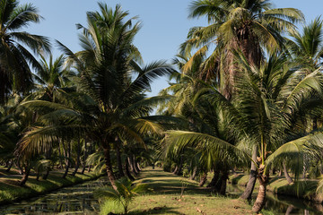Obraz premium coconut palm trees farm in Thailand