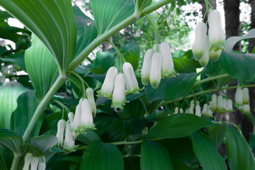 Delicate white flowers kupeny. Natural background. Solomon's-print. Polygonatum biflorum.