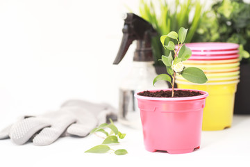 Potted plant in a transplant and care