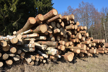 Wooden logs. Timber logging in autumn forest