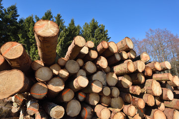 Wooden logs. Timber logging in autumn forest