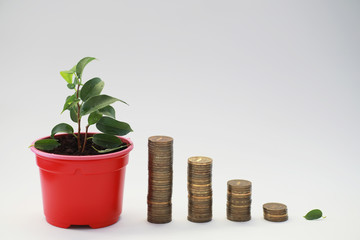 A potted plant and a pile of coins