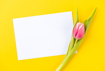 colorful tulip on a yellow background with white paper