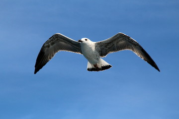 Möwe
