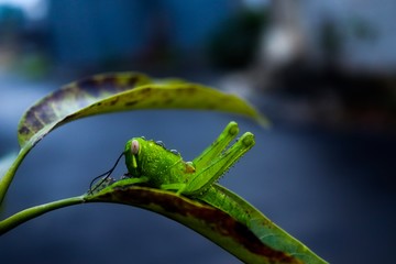grasshopper lizard on a branch