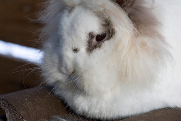 Löwenkopfkaninchen
