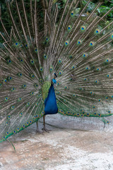 Naklejka premium Peacock spreading its beautiful feathers - Square image