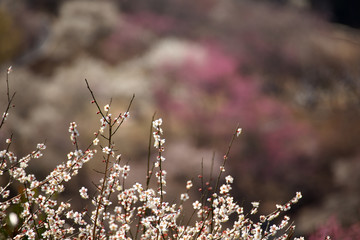 春・梅の花・一面の梅林
