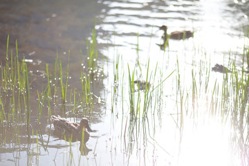 Little waterfowl in the pond. Ducks with chicks in spring park.
