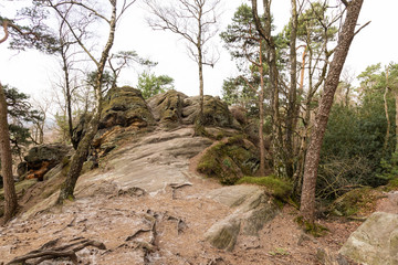 Fototapeta na wymiar forest dörenther klippen with mountain