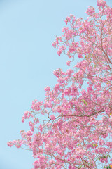 chompoo pantip or pink pantip sakura blossom in Thailand