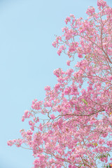 chompoo pantip or pink pantip sakura blossom in Thailand © SHUTTER DIN