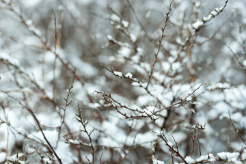 twigs covered with snow