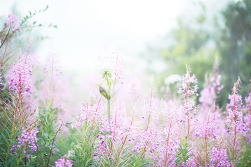 Fog in the field. Evening nature summer with white fog.