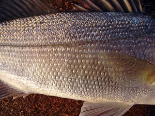 Lubina, seabass (Discentrarchus labrax) Ictiología:  Línea lateral.