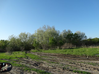 Obraz premium tree in field