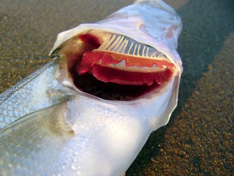 Lubina, seabass (Discentrarchus labrax) Ictiolog&iacute;a. Agallas, branquias.