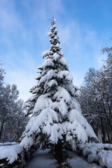 Branches young spruce are shrouded in snow in a city park on a winter clear evening. Winter landscape.