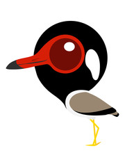 Bird cartoon, Big eyes cute bird, Red-wattled Lapwing.