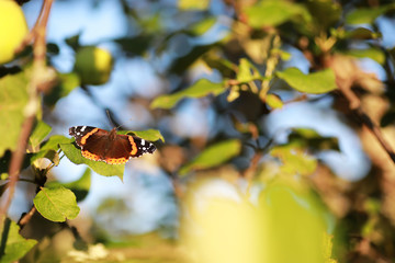 A small butterfly will sit on a tree in spring evening.