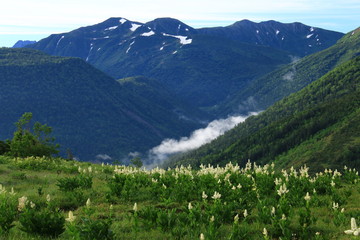 Obraz premium 北アルプス太郎平からの山々 コバイケイソウ越しの三俣蓮華岳 双六岳