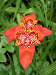 Orange spotted jockey's cap lily Tigridia pavonia flower