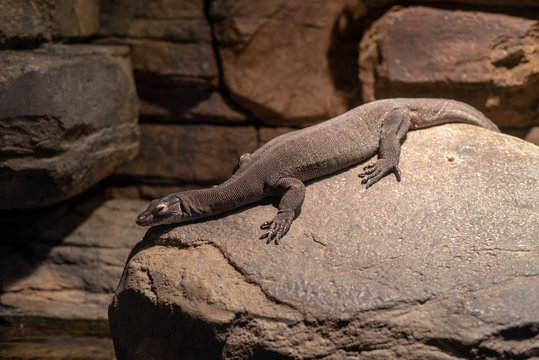 Mertens water monitor resting on a rock,