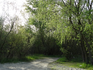 road in forest