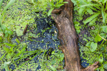 The rotten bough of a tree lies on the surface of the water in the green water grass. Natural texture.